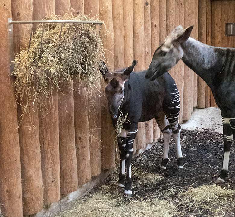 Okapi-Jungtier THABO und Okapi-Mutter LOMELA am 9. Januar 2020 im Okapi-Haus im Wuppertaler Zoo