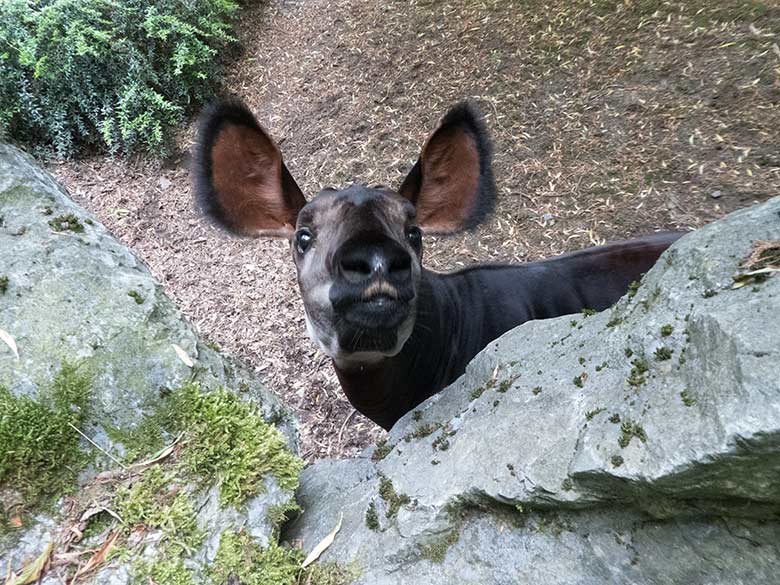 Okapi-Jungtier Thabo am 10. Juni 2020 auf der Außenanlage im Zoo Wuppertal