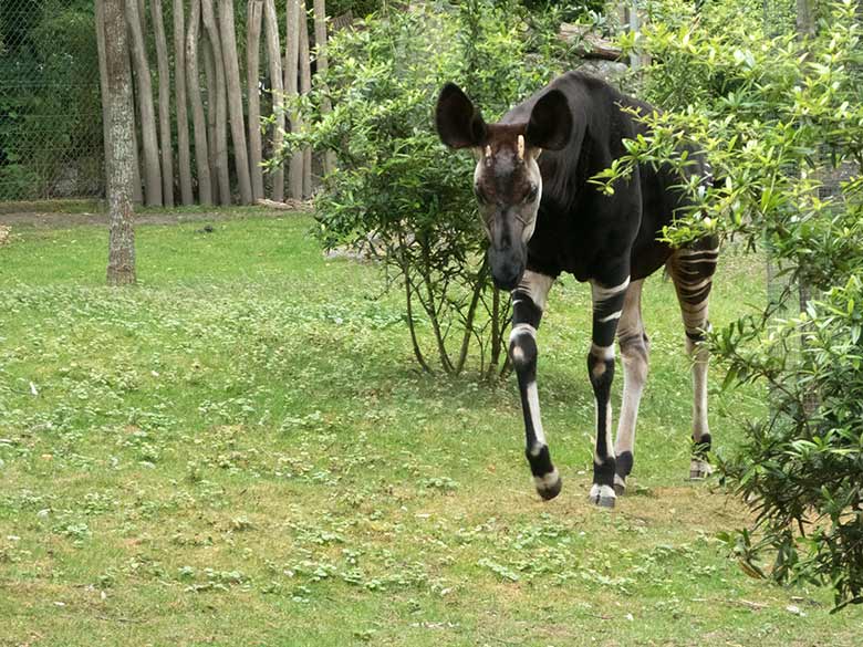 Okapi-Bulle DETO am 14. Juni 2020 auf der Außenanlage im Zoologischen Garten der Stadt Wuppertal