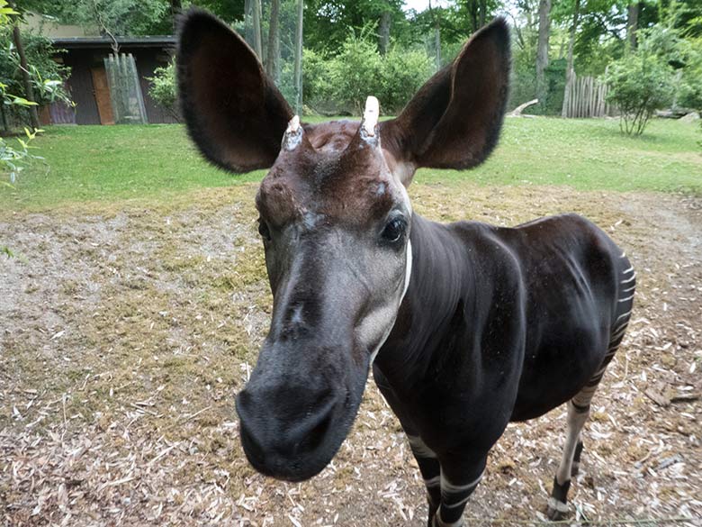 Okapi-Bulle DETO am 14. Juni 2020 auf der Außenanlage im Zoo Wuppertal