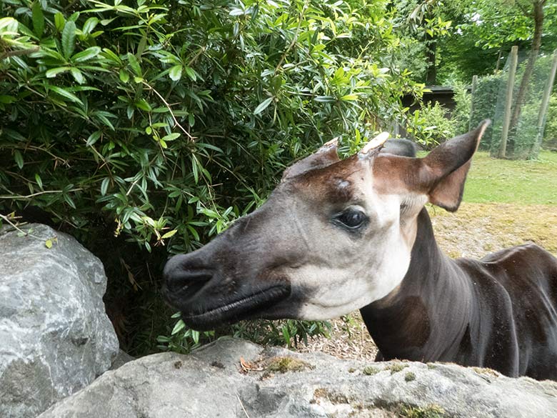 Okapi-Bulle DETO am 14. Juni 2020 auf der Außenanlage im Wuppertaler Zoo