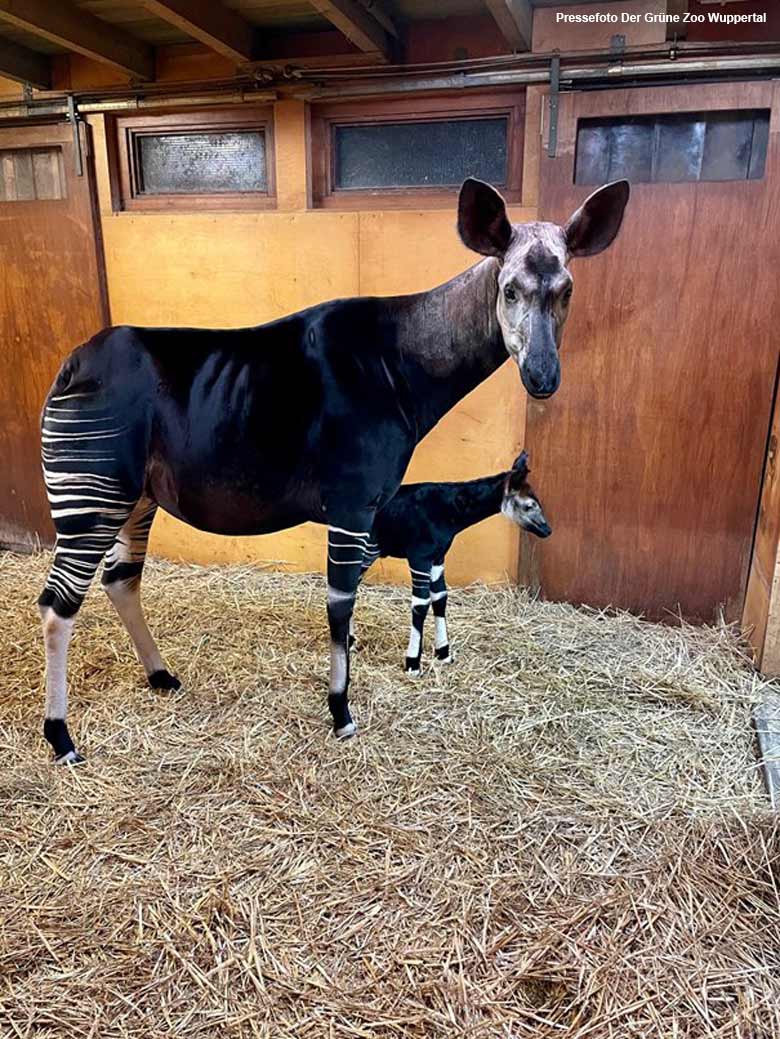 Okapi-Mutter LOMELA mit dem noch namenlosen Jungtier im März 2021 im Okapi-Haus im Grünen Zoo Wuppertal (Pressefoto Der Grüne Zoo Wuppertal)