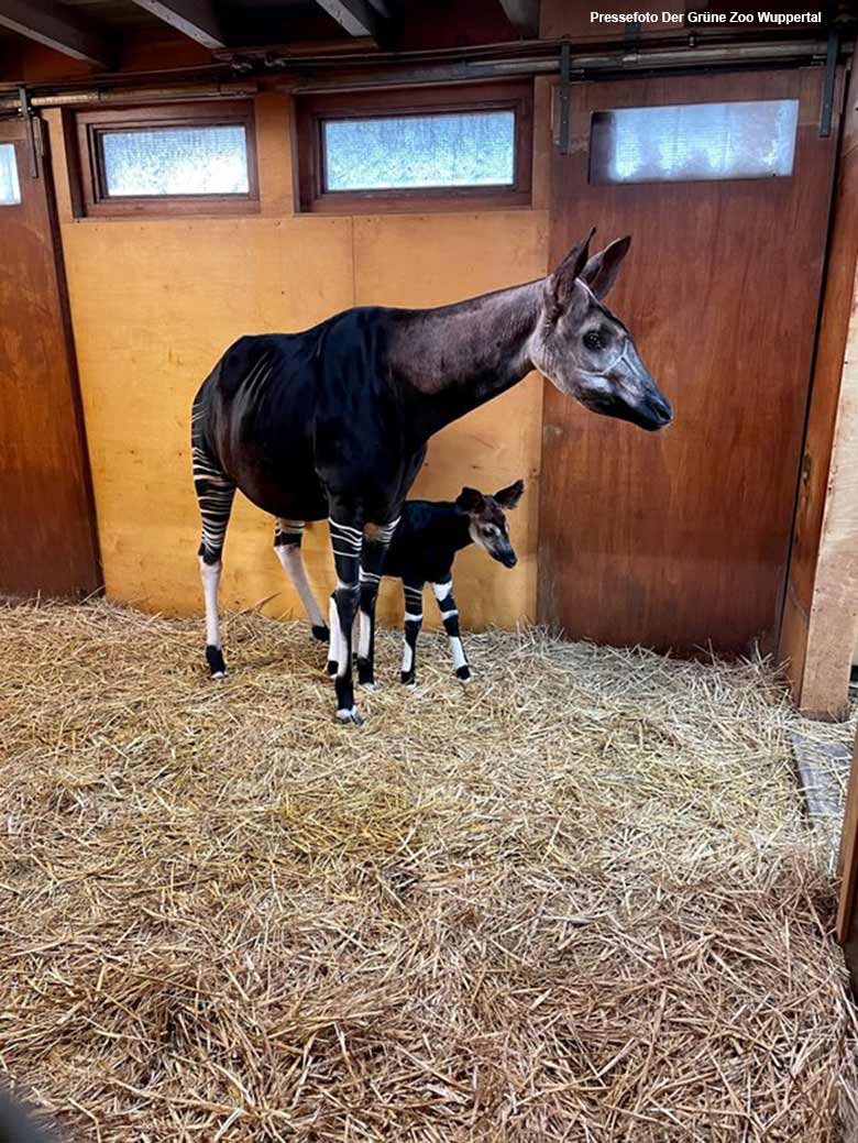 Okapi-Mutter LOMELA mit dem noch namenlosen Jungtier im März 2021 im Okapi-Haus im Zoo Wuppertal (Pressefoto Der Grüne Zoo Wuppertal)