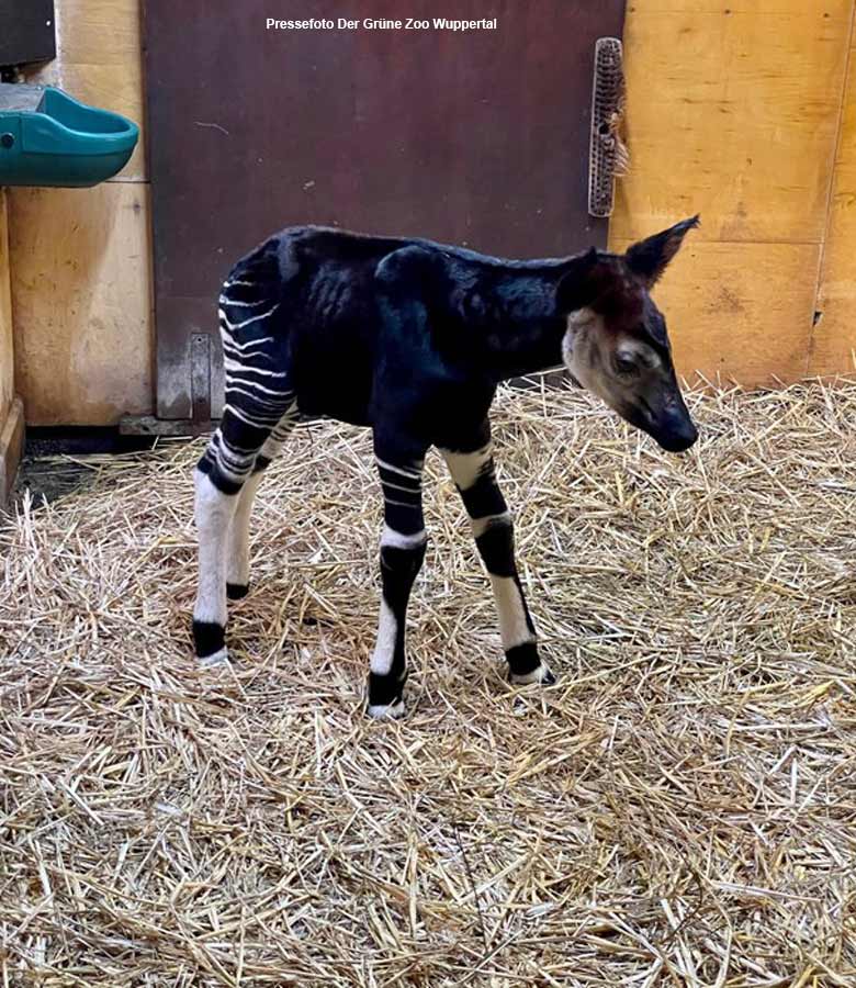 Okapi-Jungtier NIARA im März 2021 im Okapi-Haus im Grünen Zoo Wuppertal (Pressefoto Der Grüne Zoo Wuppertal)