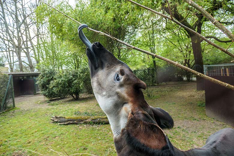 Männliches Okapi-Jungtier THABO am 3. Mai 2021 auf der Außenanlage am Okapi-Haus im Zoo Wuppertal