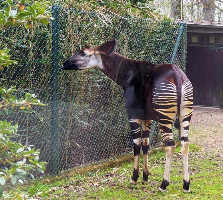 Männliches Okapi-Jungtier THABO am 3. Mai 2021 auf der Außenanlage am Okapi-Haus im Wuppertaler Zoo