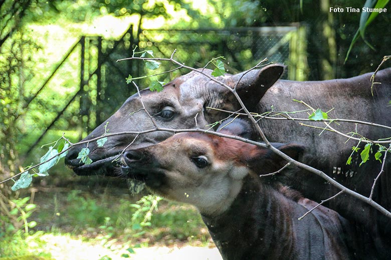 Okapi-Jungtier NIARA mit seiner Okapi-Mutter LOMELA am 7. August 2021 im Grünen Zoo Wuppertal (Foto Tina Stumpe)