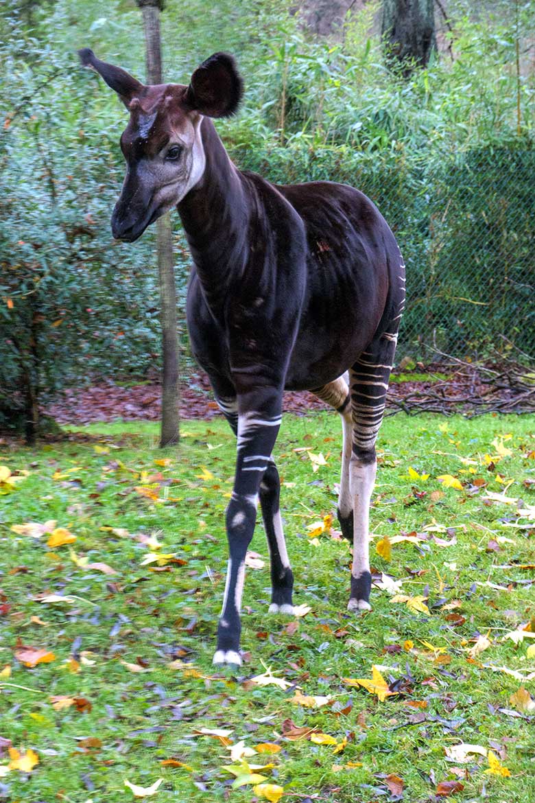 Männliches Okapi-Jungtier THABO am 1. Dezember 2021 auf der größeren Außenanlage am Okapi-Haus im Wuppertaler Zoo