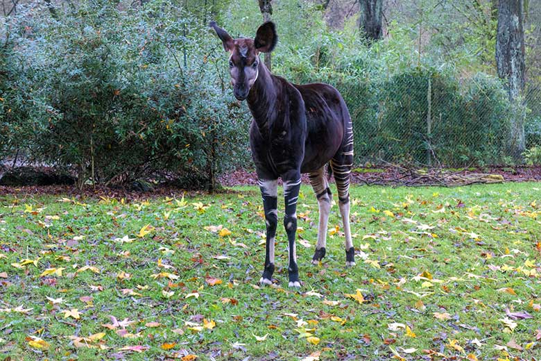 Männliches Okapi-Jungtier THABO am 1. Dezember 2021 auf der größeren Außenanlage am Okapi-Haus im Zoologischen Garten Wuppertal