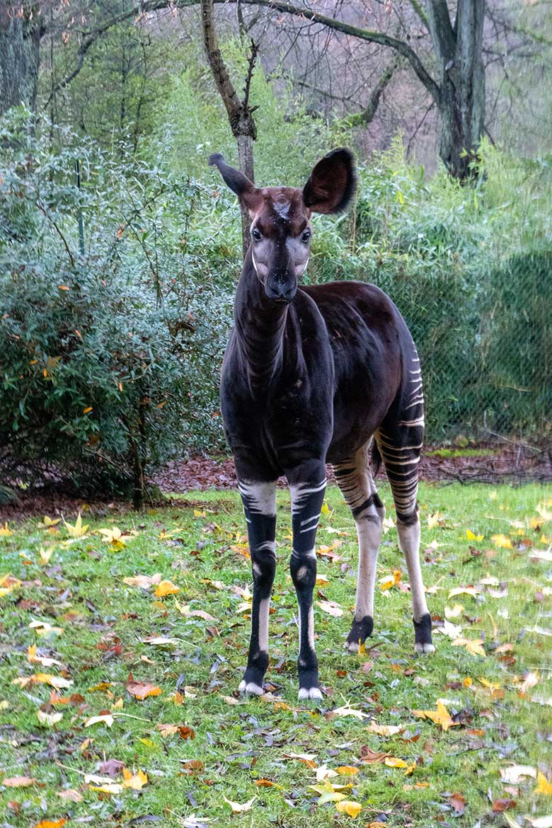 Männliches Okapi-Jungtier THABO am 1. Dezember 2021 auf der größeren Außenanlage am Okapi-Haus im Wuppertaler Zoo