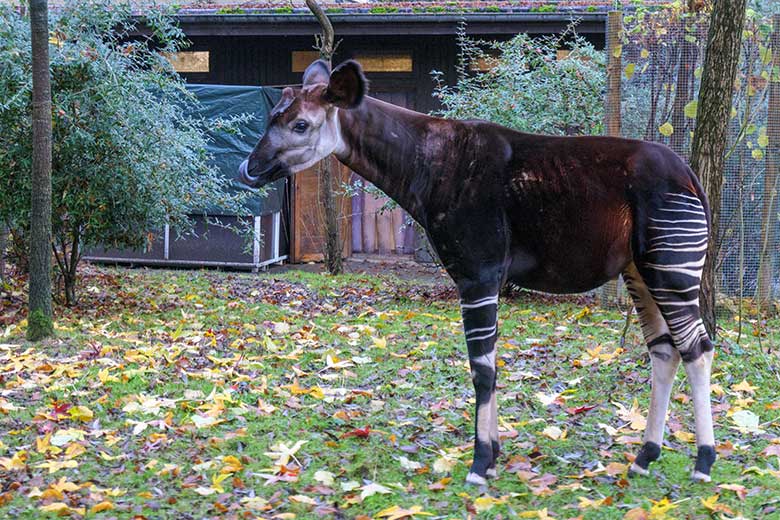 Männliches Okapi-Jungtier THABO am 1. Dezember 2021 auf der größeren Außenanlage am Okapi-Haus im Grünen Zoo Wuppertal