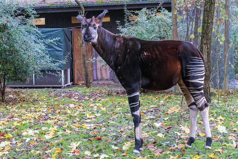 Männliches Okapi-Jungtier THABO am 1. Dezember 2021 auf der größeren Außenanlage am Okapi-Haus im Wuppertaler Zoo