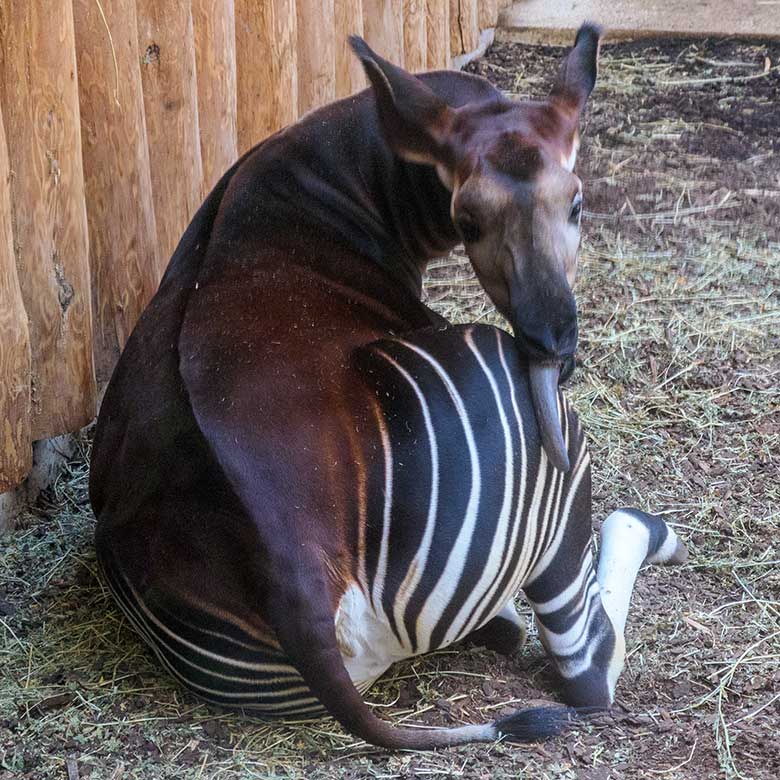Weibliches Okapi-Jungtier NIARA am 11. August 2022 im Okapi-Haus im Zoologischen Garten der Stadt Wuppertal