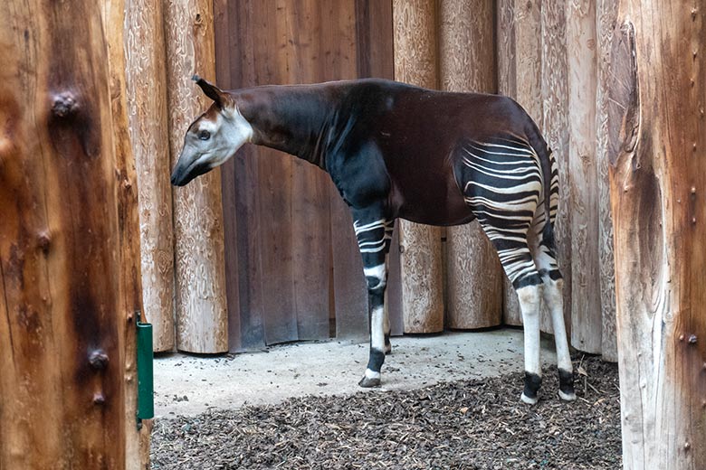 Weibliches Okapi-Jungtier NIARA am 4. März 2023 im Okapi-Haus im Wuppertaler Zoo