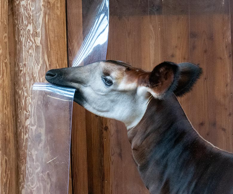 Weibliches Okapi-Jungtier NIARA am 4. März 2023 im Okapi-Haus im Zoo Wuppertal