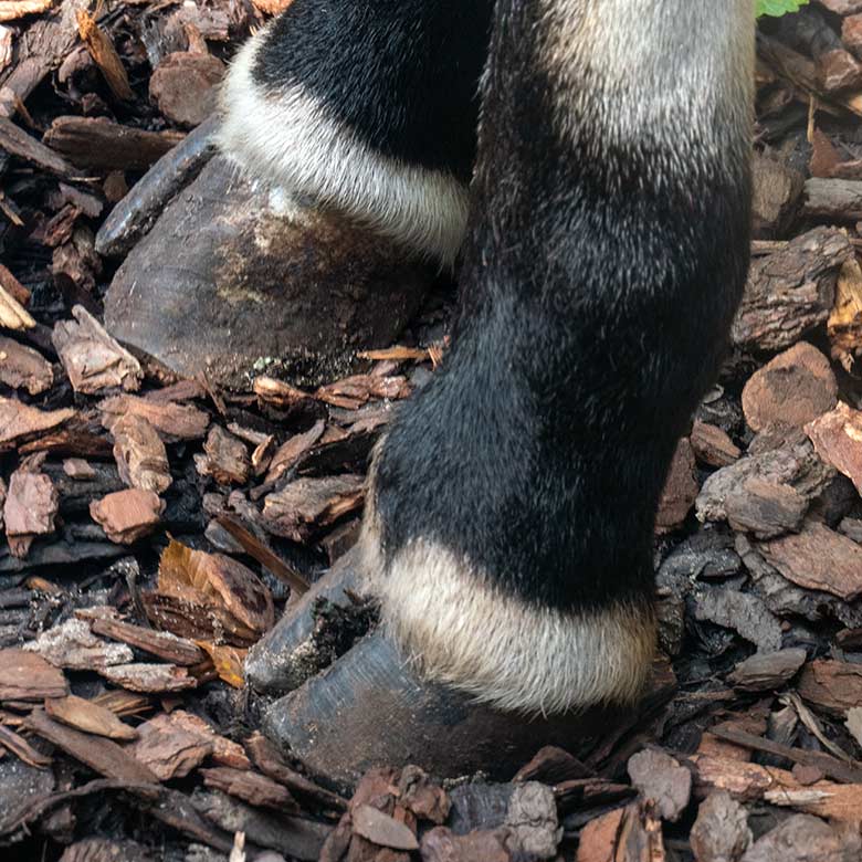 Rechter Vorderhuf (oben) und linker Vorderhuf der Okapi-Kuh LOMELA am 3. September 2033 hinter der Glasscheibe der kleineren Okapi-Außenanlage im Wuppertaler Zoo