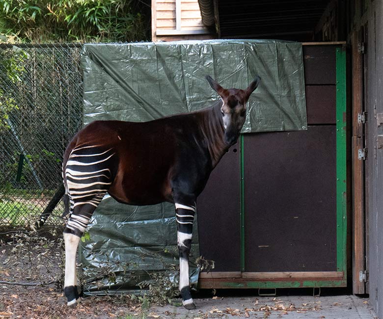 Weibliches Okapi-Jungtier NIARA am 6. Oktober 2023 vor der Transport-Kiste am Okapi-Haus im Wuppertaler Zoo