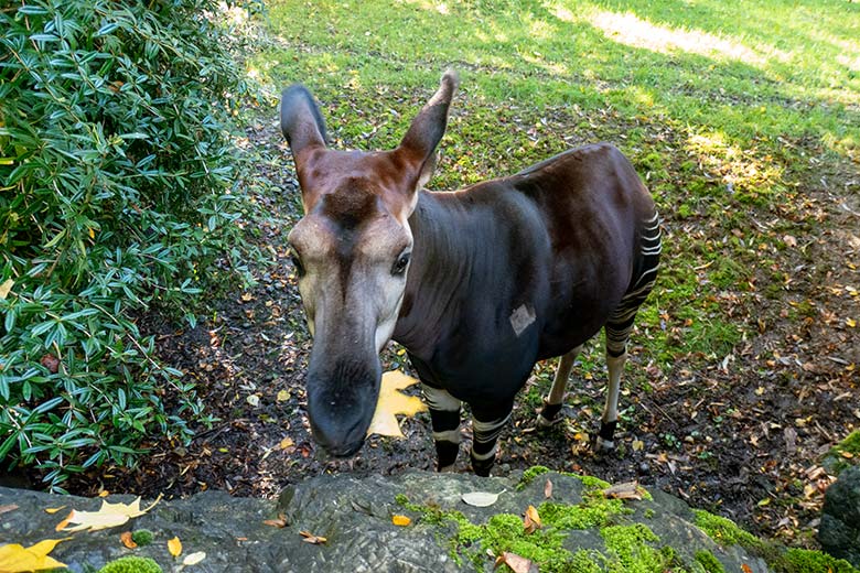 Weibliches Okapi-Jungtier NIARA am 21. Oktober 2023 auf der größeren Okapi-Außenanlage im Grünen Zoo Wuppertal