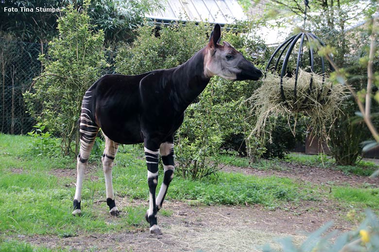 Okapi-Bulle DETO am 14. April 2024 auf der kleinen Außenanlage am Okapi-Haus im Grünen Zoo Wuppertal (Foto Tina Stumpe)