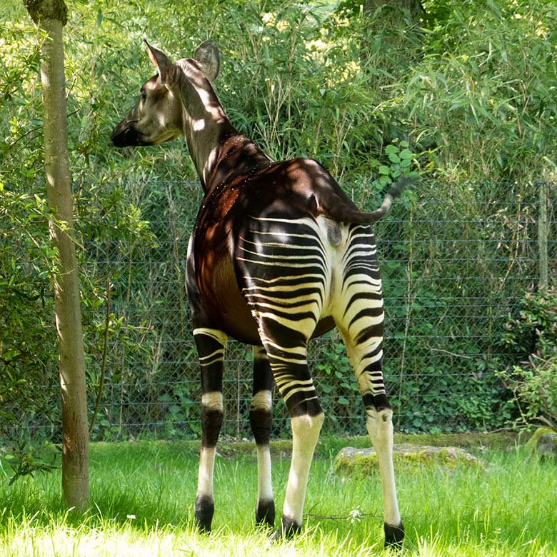 Hochtragende Okapi-Kuh LOMELA am 16. Mai 2024 auf der größeren Okapi-Außenanlage im Grünen Zoo Wuppertal