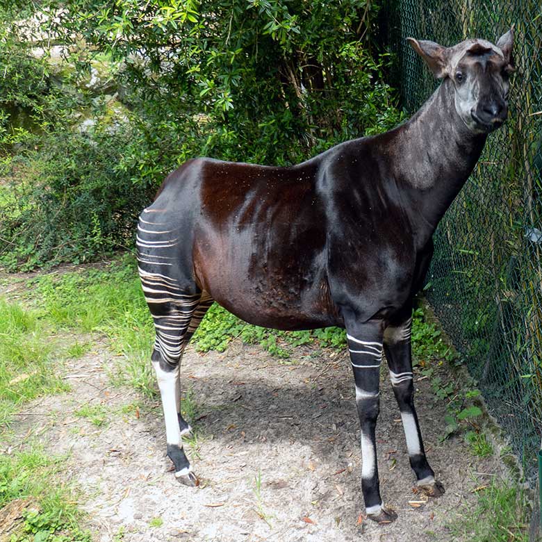 Hochträchtige Okapi-Kuh LOMELA am 16. Mai 2024 auf der kleineren Okapi-Außenanlage im Zoologischen Garten Wuppertal