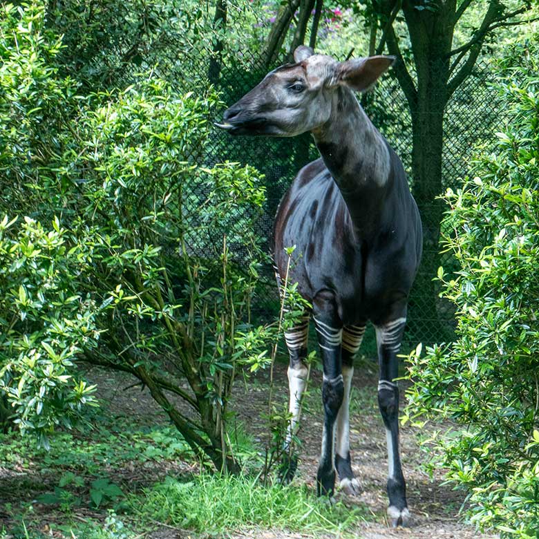 Hochträchtige Okapi-Kuh LOMELA am 16. Mai 2024 auf der kleineren Okapi-Außenanlage im Grünen Zoo Wuppertal