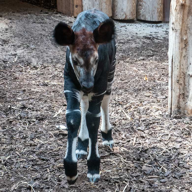 Weibliches Okapi-Jungtier ZURI am 24. Juni 2024 im Innengehege im Okapi-Haus im Wuppertaler Zoo