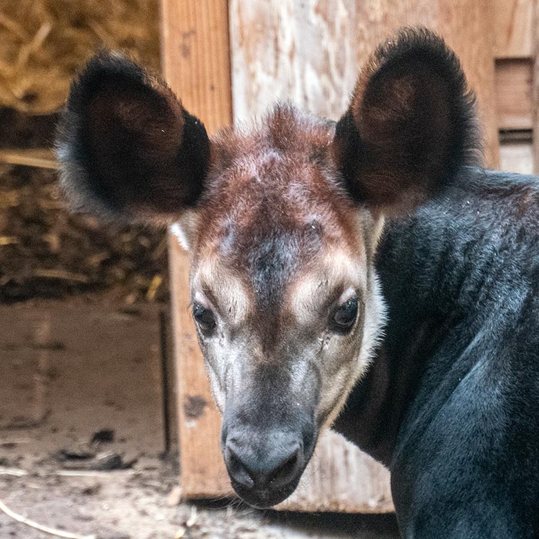 Weibliches Okapi-Jungtier ZURI am 24. Juni 2024 im Innengehege im Okapi-Haus im Zoologischen Garten Wuppertal