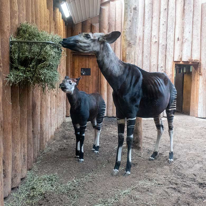Okapi-Kuh LOMELA mit dem weiblichen Okapi-Jungtier ZURI am 3. Oktober 2024 im Innengehege im Okapi-Haus im Wuppertaler Zoo