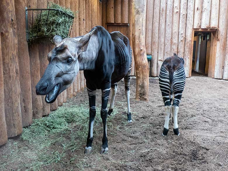 Okapi-Kuh LOMELA mit Okapi-Jungtier ZURI am 12. Oktober 2024 im Innengehege im Okapi-Haus im Zoologischen Garten Wuppertal