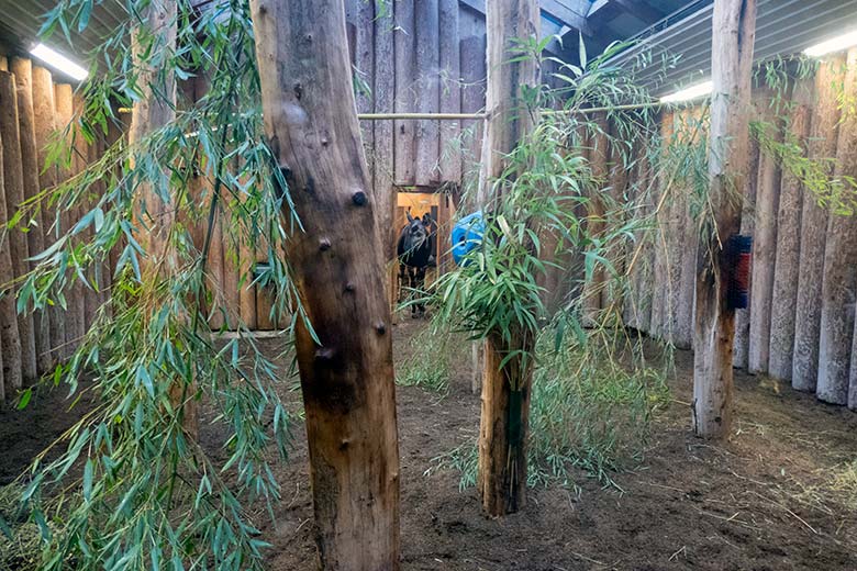 Okapi-Kuh LOMELA am 21. November 2024 im Innengehege im Okapi-Haus im Grünen Zoo Wuppertal