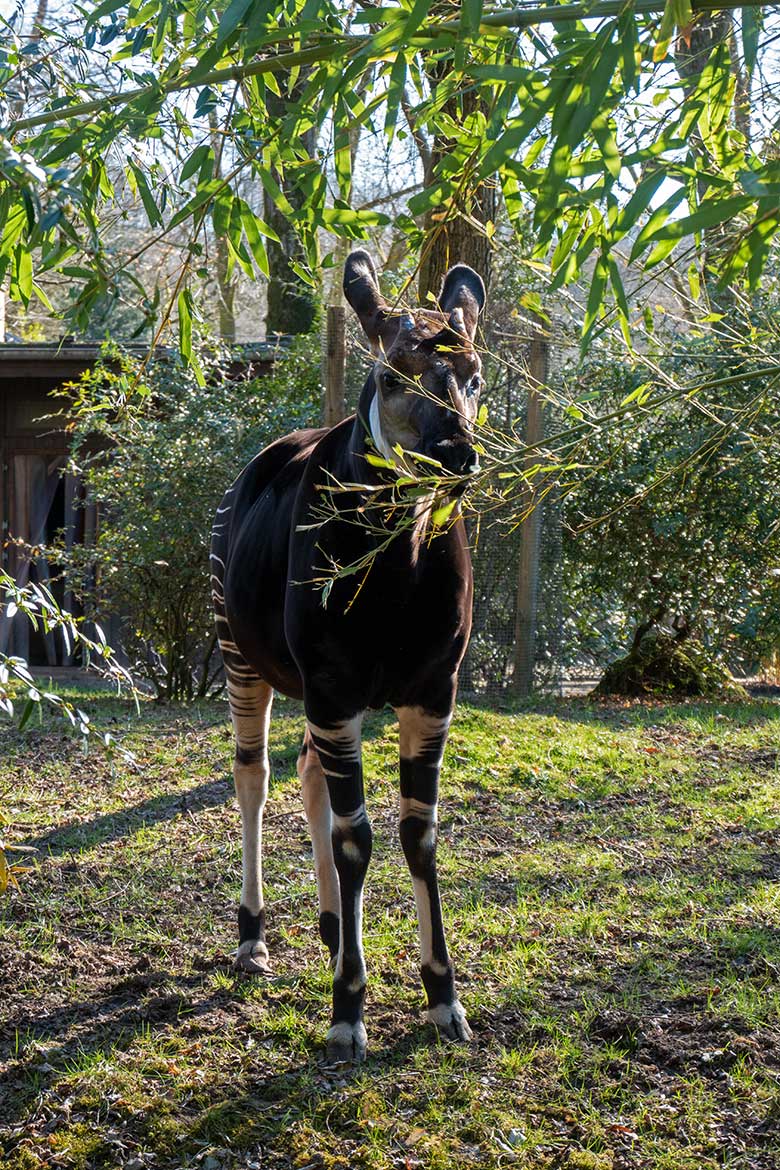 Männliche Reiherente am 16. März 2025 am Kleinen Teich für Wassergeflügel im Grünen Zoo Wuppertal