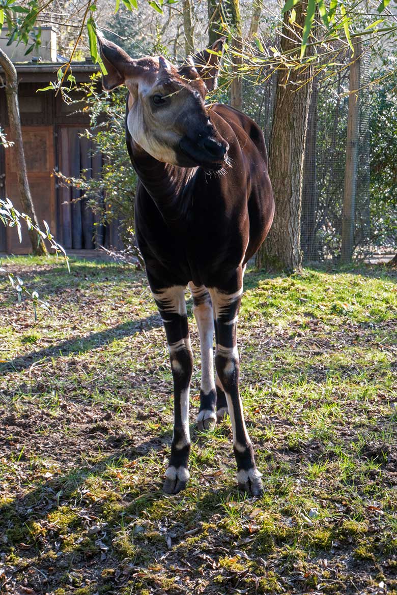 Männliche Reiherente am 16. März 2025 am Kleinen Teich für Wassergeflügel im Wuppertaler Zoo