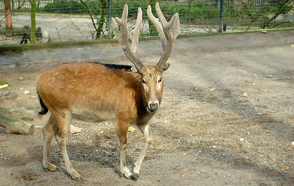 Davidshirsch im Wuppertaler Zoo im April 2008