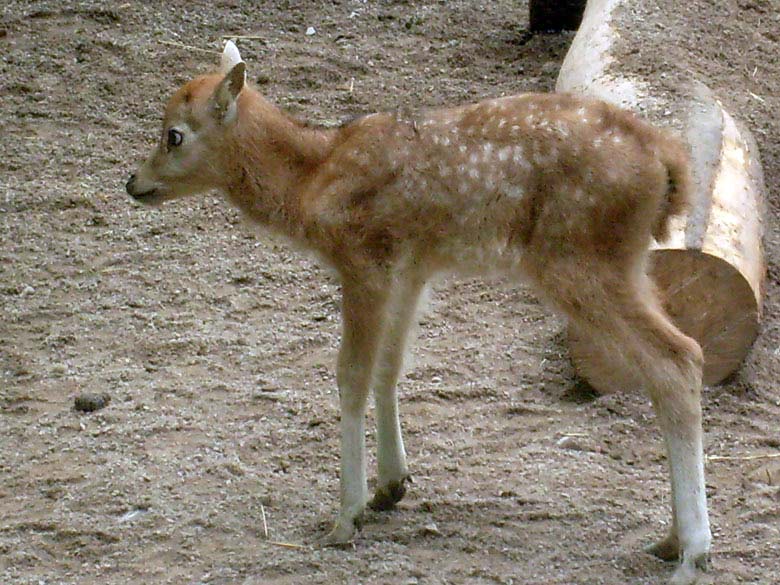 Junger Davidshirsch im Zoologischen Garten Wuppertal am 8. Mai 2010