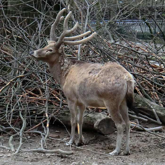 Davidshirsch im Wuppertaler Zoo im April 2013