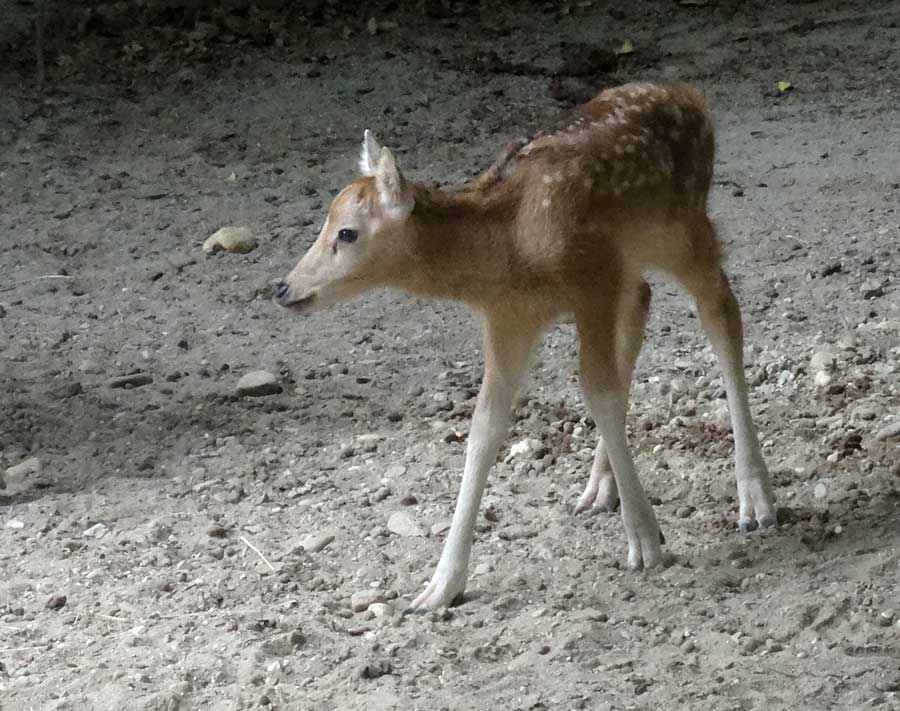 Davidshirsch Jungtier im Zoologischen Garten Wuppertal am 23. Mai 2015