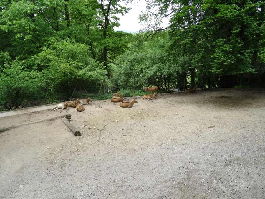 Davidshirsche im Wuppertaler Zoo am 23. Mai 2015