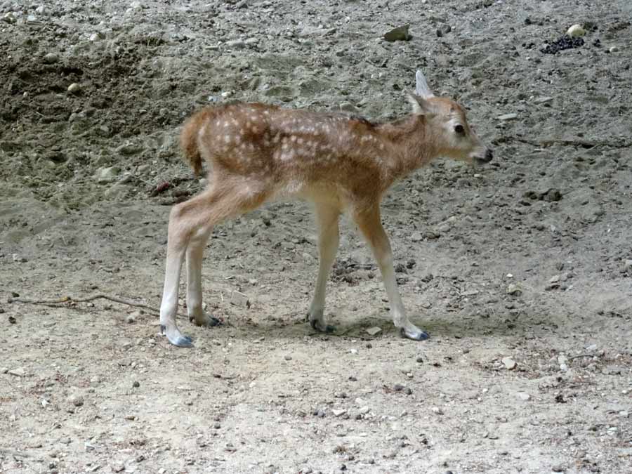 Davidshirsch Jungtier im Zoologischen Garten Wuppertal am 23. Mai 2015