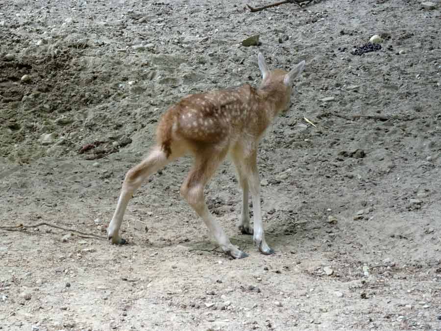 Davidshirsch im Grünen Zoo Wuppertal am 23. Mai 2015