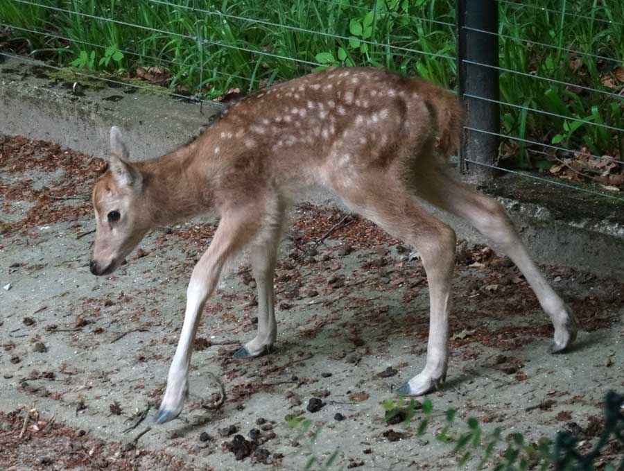 Davidshirsch Jungtier im Zoo Wuppertal am 23. Mai 2015