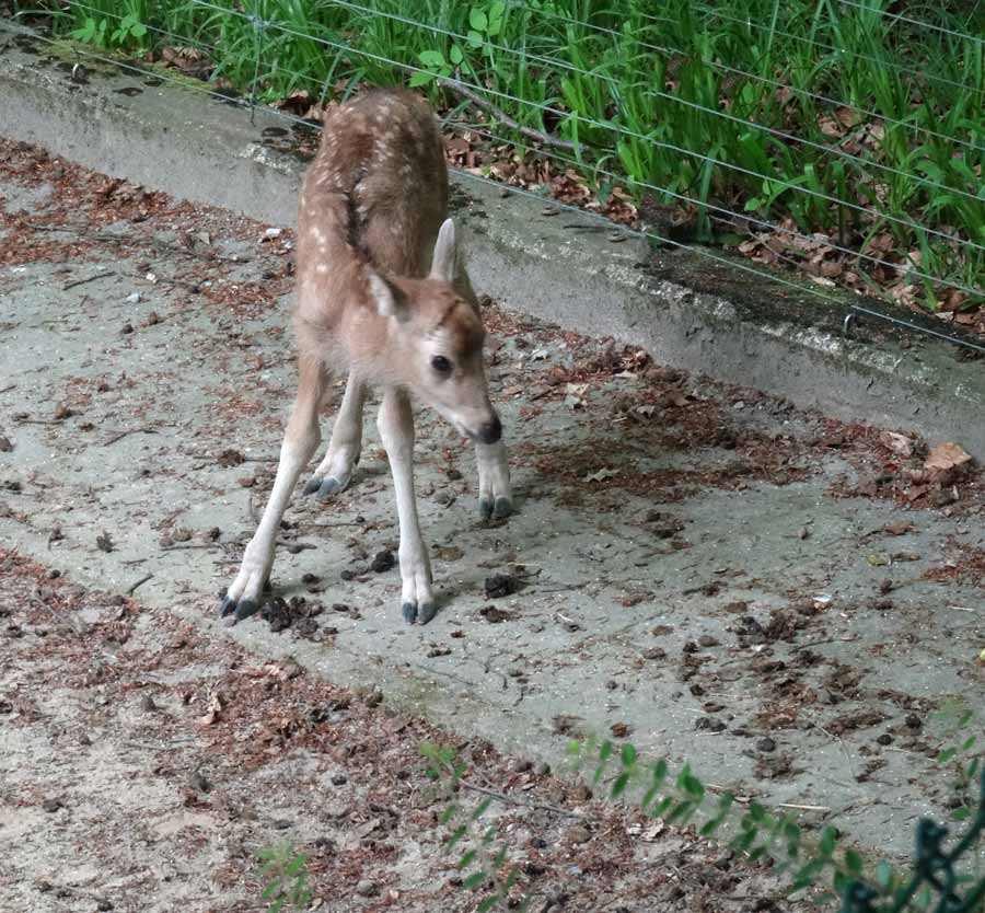 Davidshirsch Jungtier im Zoologischen Garten Wuppertal am 23. Mai 2015