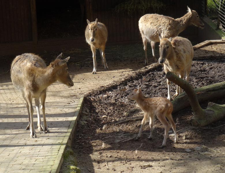 Milu (Davidshirsch) Jungtier am Tag seiner Geburt am 15. April 2016 im Grünen Zoo Wuppertal