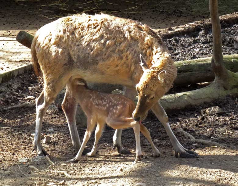 Milu (Davidshirsch) Jungtier am Tag seiner Geburt am 15. April 2016 im Zoo Wuppertal