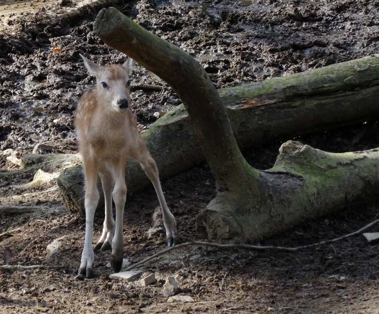 Milu (Davidshirsch) Jungtier am Tag seiner Geburt am 15. April 2016 im Zoologischen Garten der Stadt Wuppertal