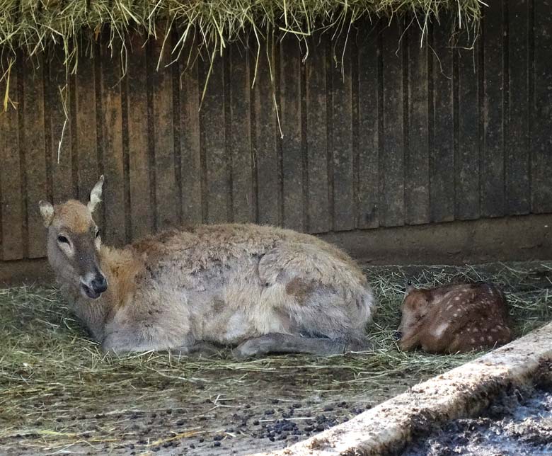 Milu (Davidshirsch) Jungtier am 17. April 2016 im Grünen Zoo Wuppertal
