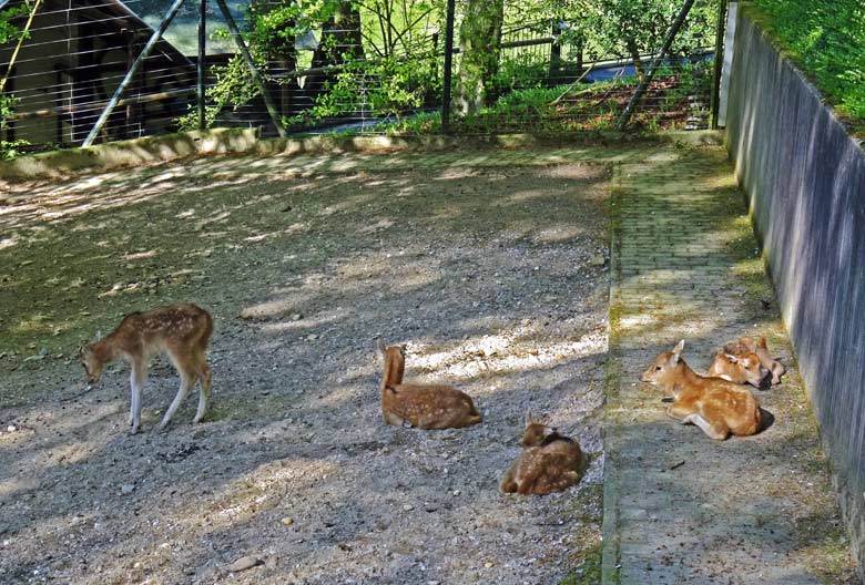 Fünffacher Milu-Nachwuchs am 5. Mai 2016 im Zoologischen Garten Wuppertal
