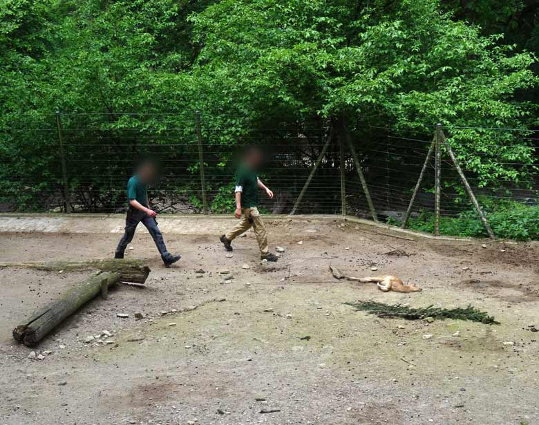 Milu-Jungtier am 29. Mai 2016 im Zoologischen Garten der Stadt Wuppertal