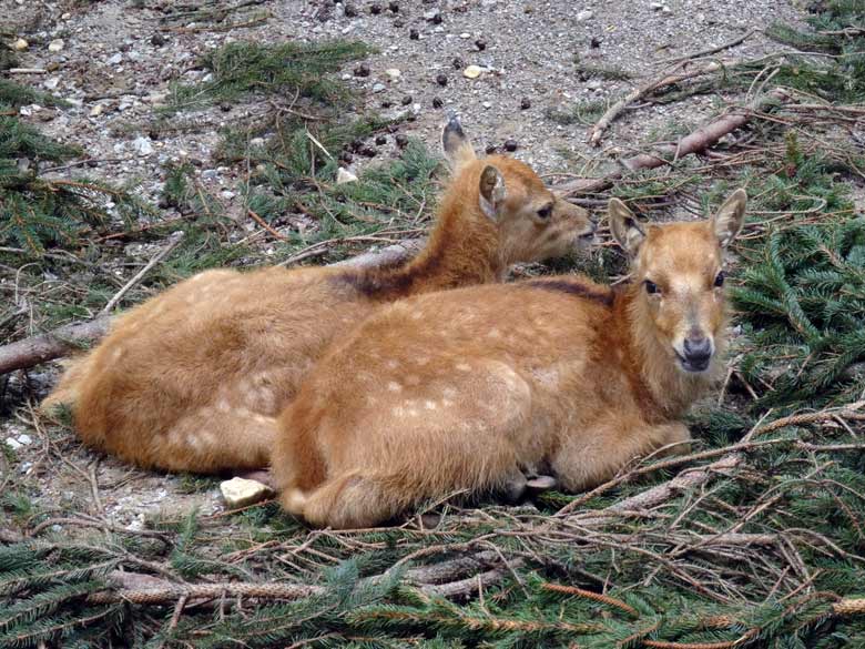 Zwei der vier Milu-Jungtiere am 31. Mai 2016 im Grünen Zoo Wuppertal