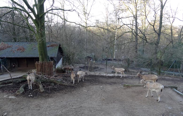 Milus (Davidshirsche) auf der bisherigen Anlage am 21. Dezember 2016 im Wuppertaler Zoo